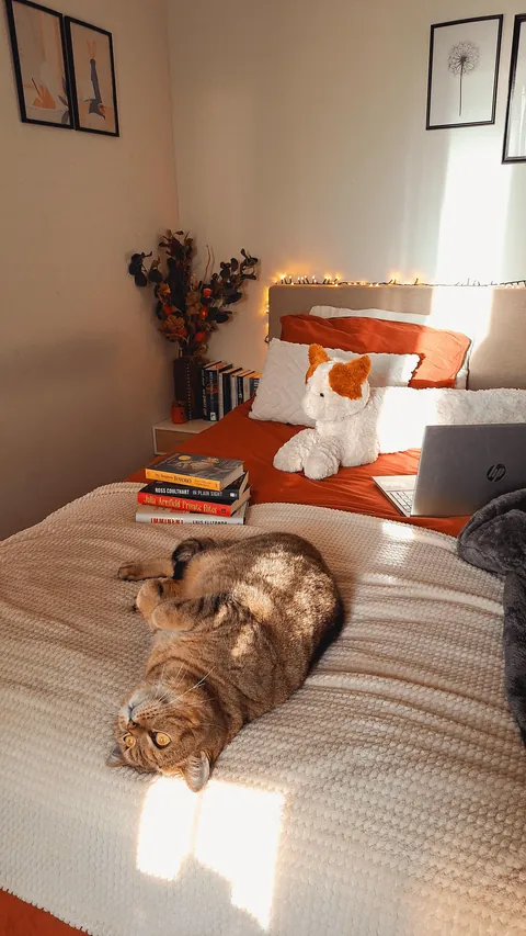 My cozy apartment in Amsterdam