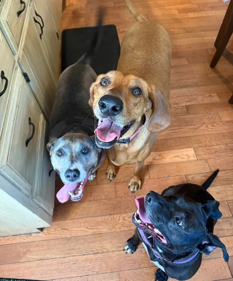 Waffles has officially broken out of the shelter after 730 days! 🤭