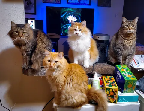 This is what happens when I try to make a ham sandwich.