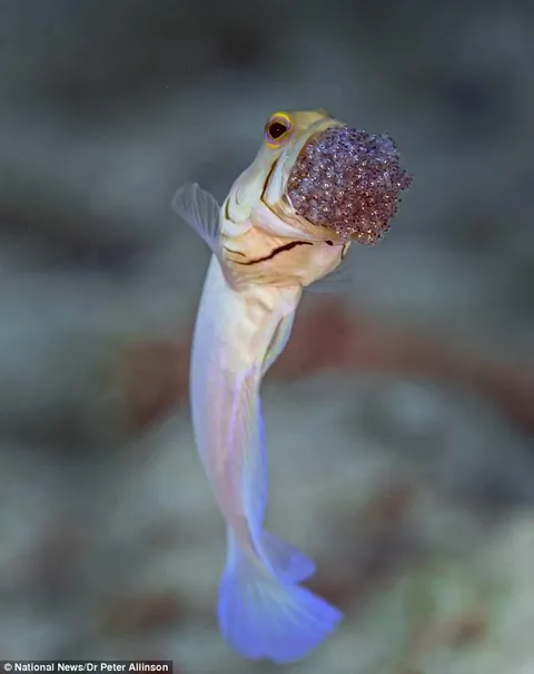 Male jawfish are mouthbrooders, guarding eggs in their mouths until they hatch.