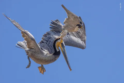 A Peregrine falcon hunting a Brown Pelican