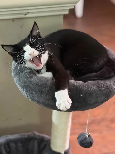 Full Blown Crazy Cat Lady