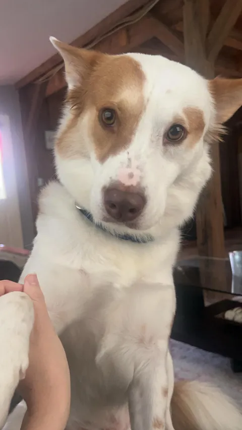 Jubie says hello everyone 