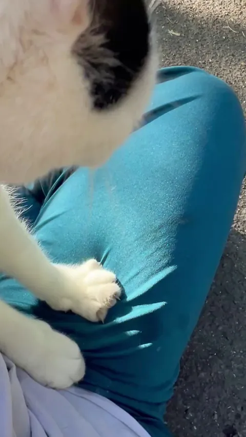 Uhh help, this is not my cat. I’ve never owned cats, am I doing this right???