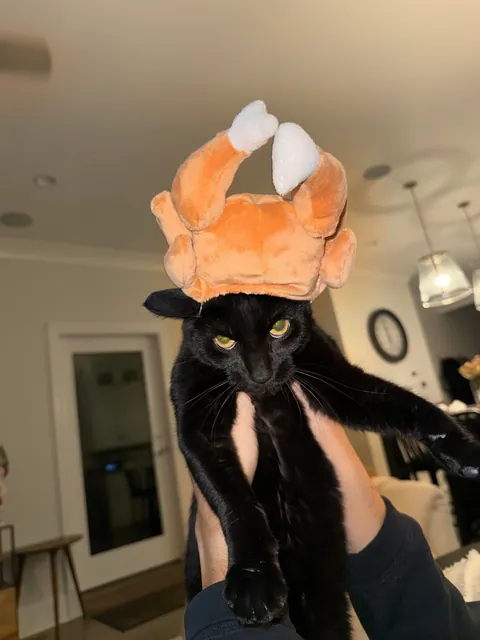 Sometimes my cat doubles as a turkey 🦃