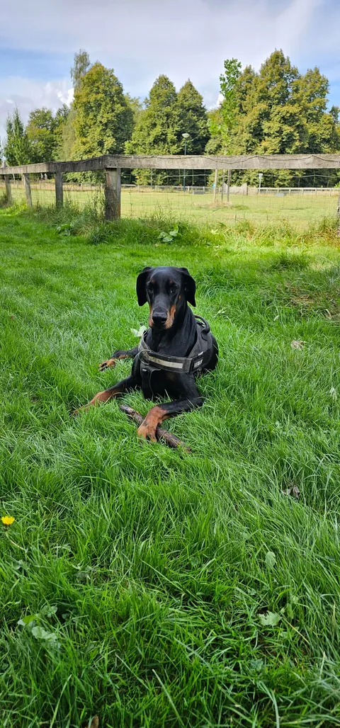 Sasha, my European Doberman with a tail and floppy ears