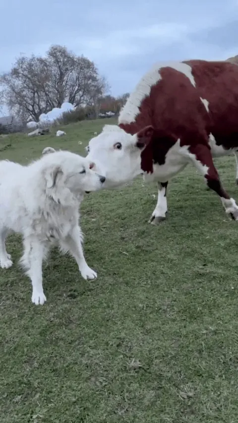 Eowyn and Ottis playing in the yard