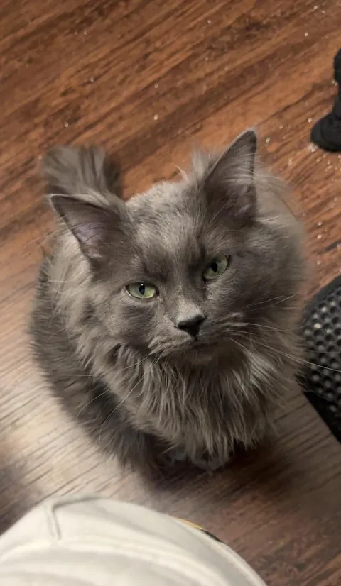 Meet my only nephew, Harry. My nieces are all humans lol.