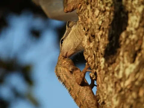 Squirrel for world peace
