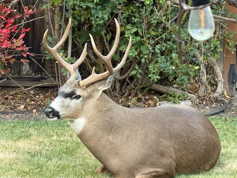 Mr. Apple Eater himself