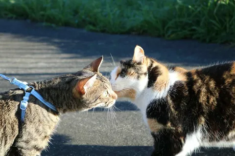 Took Gabagool on a nice walk today and he kissed a girl
