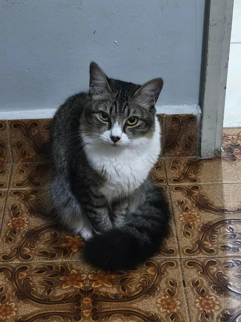 A year later, she still doesn't put her tail directly on the ground 🥹