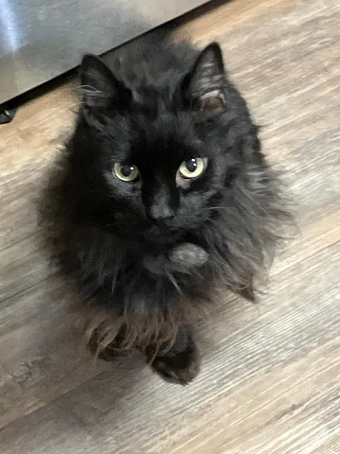 My ugly little 3lb senior kitty