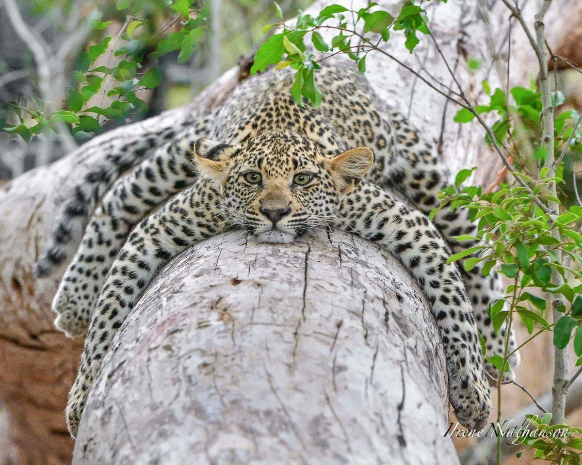 PsBattle: This Relaxed Leopard