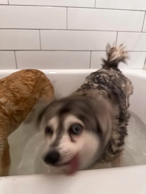 moon moon and debbie love rolling in mud ESPECIALLY in the morning 🥲