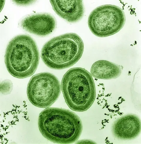 What biology «fact» did you recently find out to be fake?
