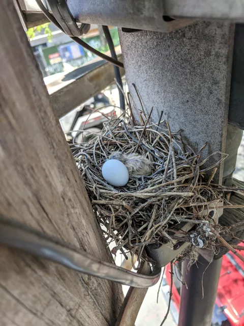 I'm a Telecom Tech and saw this as I was climbing a pole