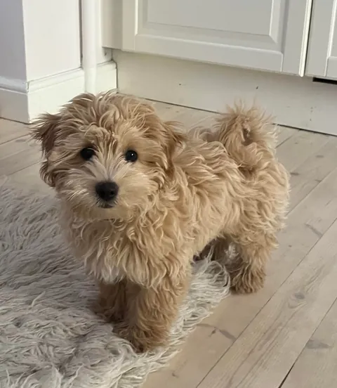 Before and after dog park