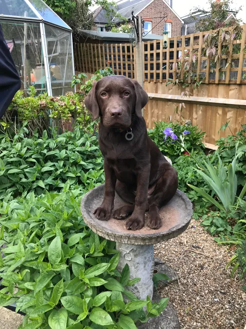 Heard him barking, found him stuck, in the bird bath.