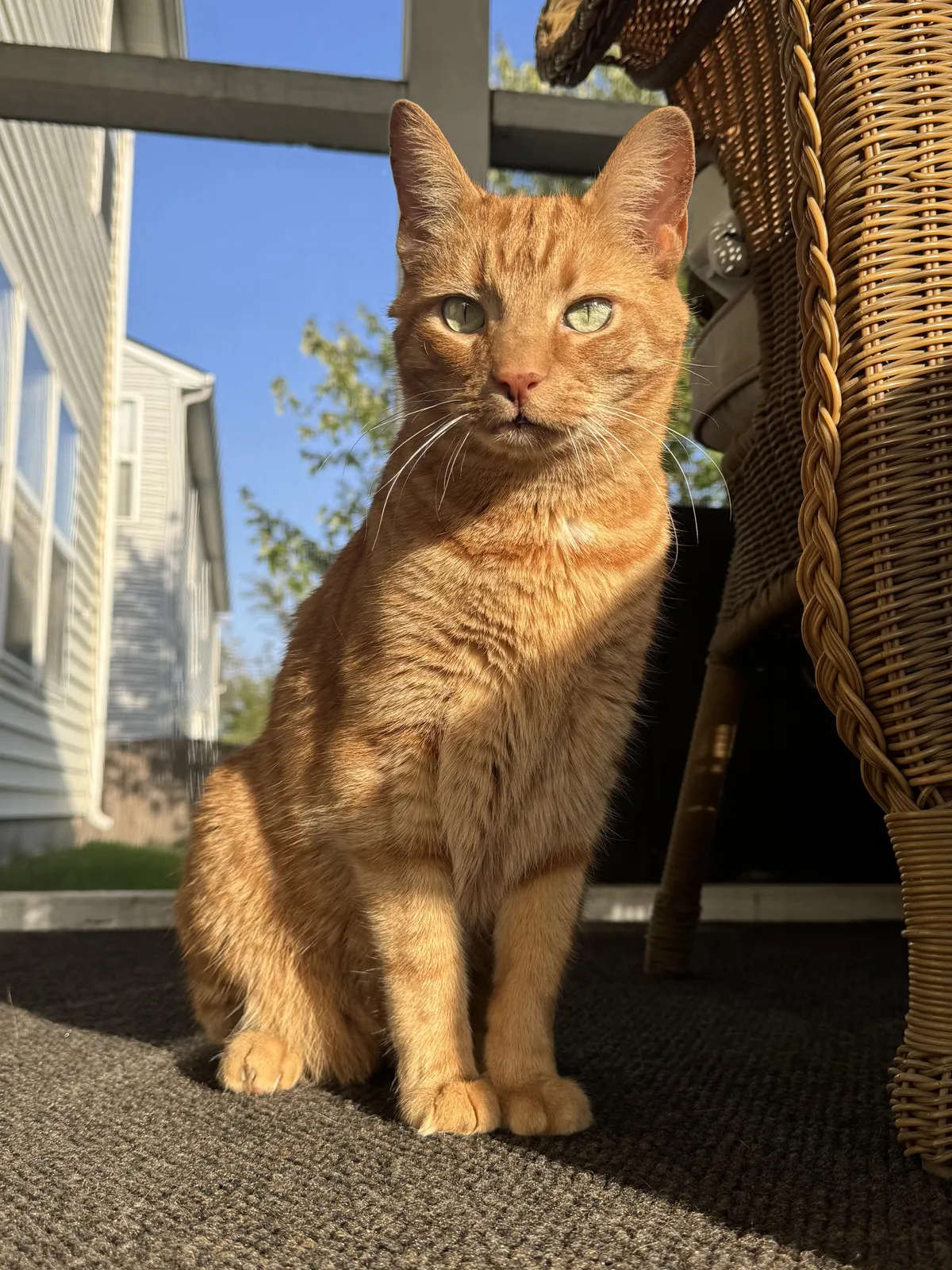 is it a good idea to move my 13 year old male cat across the country?