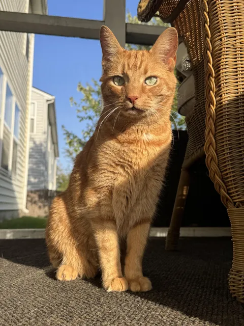 is it a good idea to move my 13 year old male cat across the country?