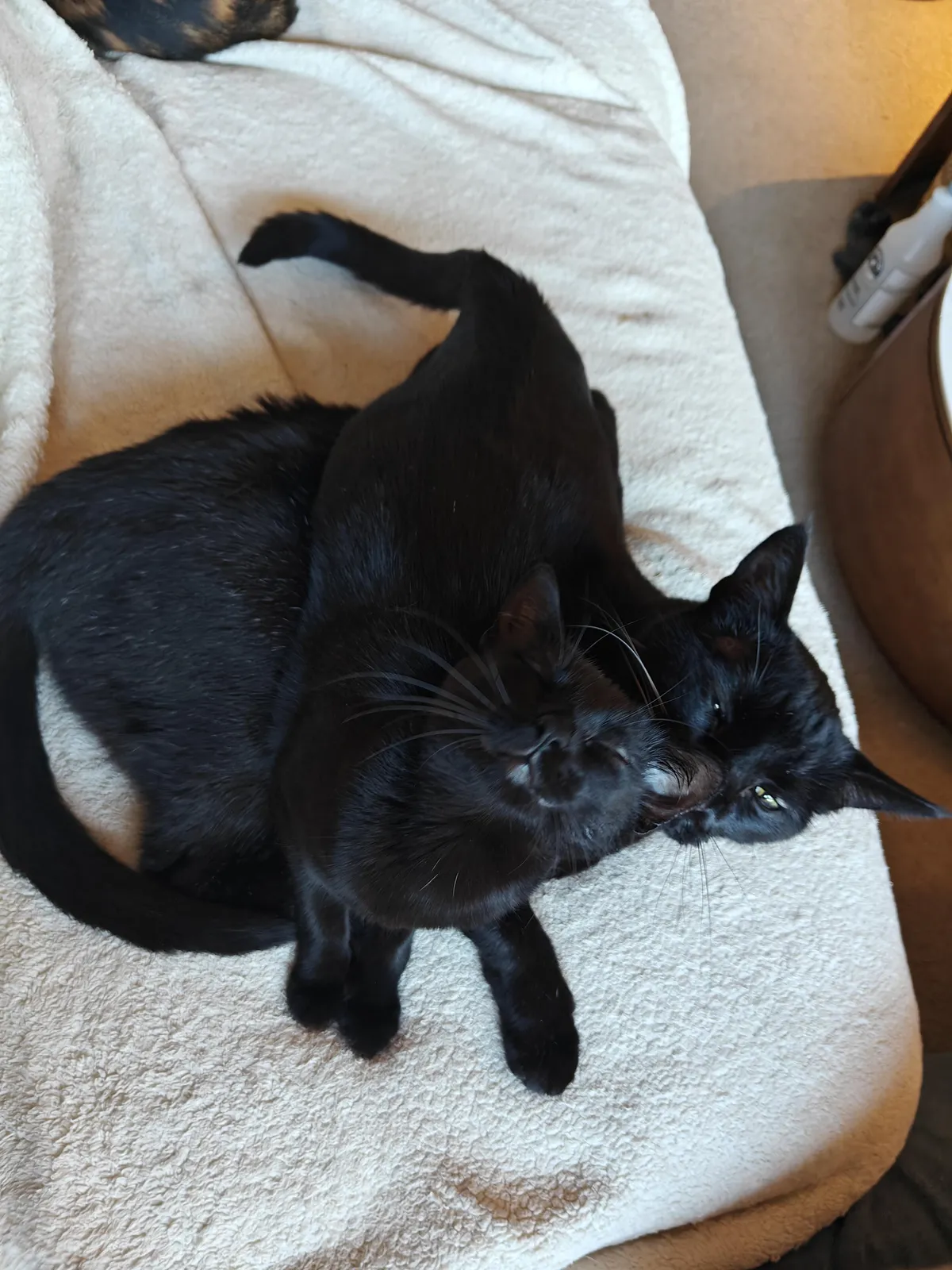 She's insistent about grooming