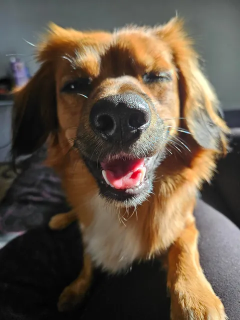 I cannot express enough just how much joy this guy brings me every single day.