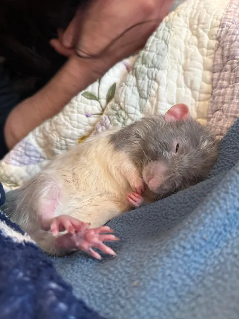 the sleepiest boy in the world