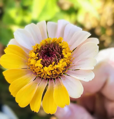 I had a chimera zinnia this year!