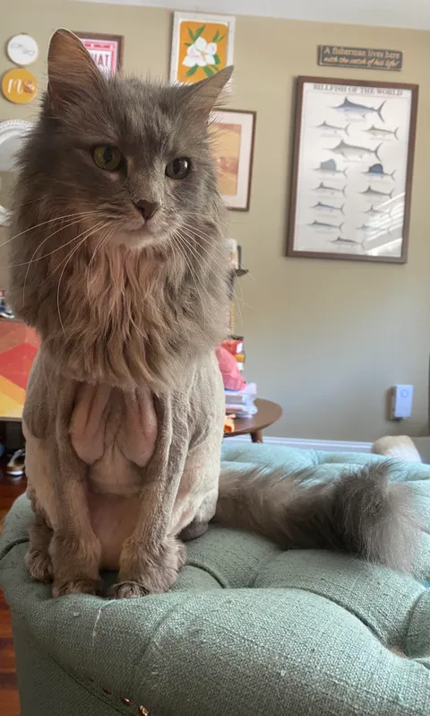 I got my girl groomed. This…is not what I was expecting. I can’t stop laughing.