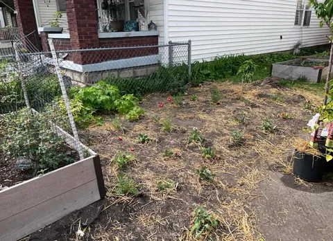 Before and After: We turned our lawn into a wildflower garden a few years back. It is now the joy of our summer!