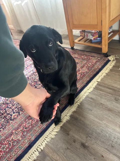 My humans tooks me to the vet, I gots a big boo boo but now I cans sit up straight!