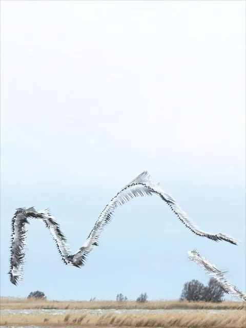 This spanish photographer(Xavi Bou) has traced the flight path of birds by compositing thousands of frames.
