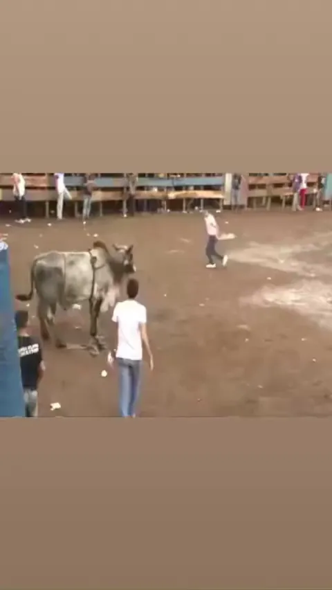 Taunting a bull