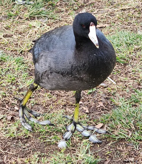 Witness the bizarre feet of a California Coot