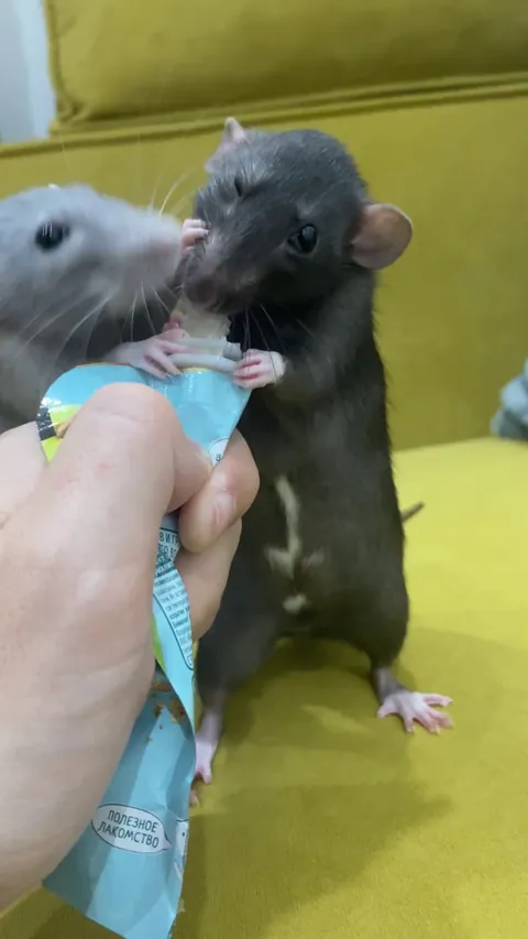 Daisy’s eating purees; she’s totally obsessed with them. Don’t worry about Lily, I fed her afterwards. Nobody went hungry