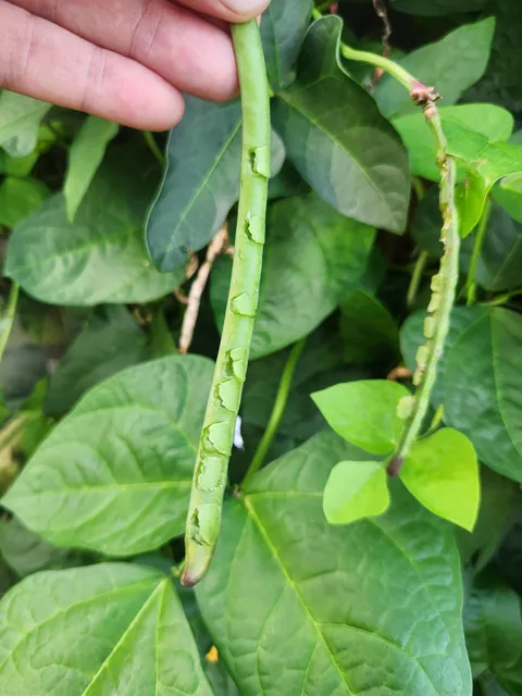 What's eating my black eye peas?