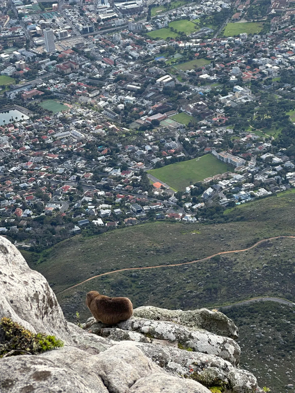 Cape Town is my new favorite city 🇿🇦