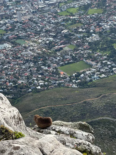 Cape Town is my new favorite city 🇿🇦