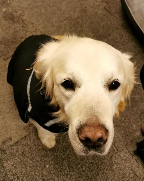 Our new rescue has the softest eyes I've ever seen!