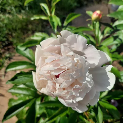 Peonies popped!