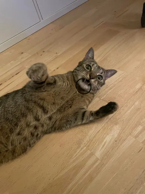 In love with hair ties.