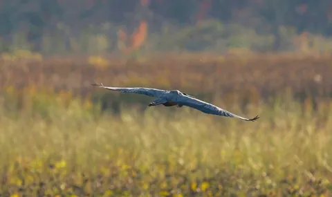 Second time in less than a week, a heron photo "bombed" me...