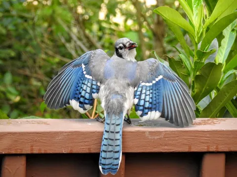 [OC] A Bluejay showing off its beautiful wings and tail feathers.