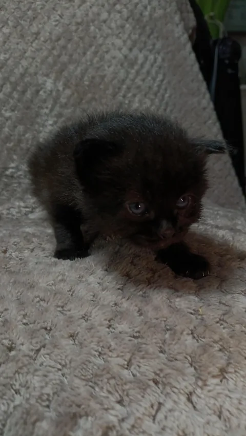 Hiii adopting this little burnt nugget, name suggestions pls!! It's a girl &lt;3