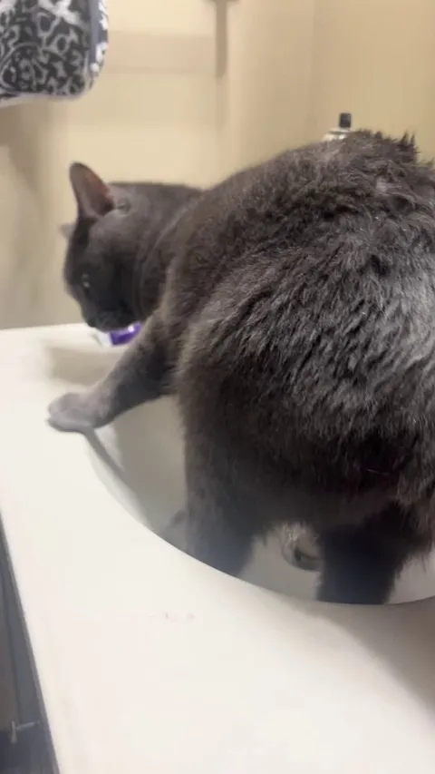 anybody else’s cat do this?