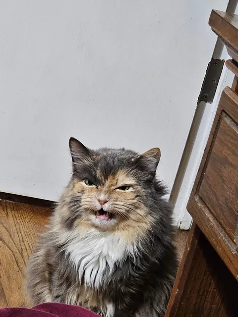 My crime: petting another cat