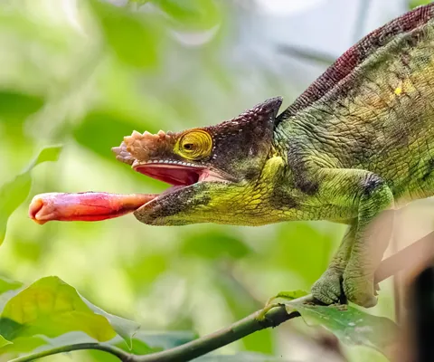 Madagascar : a dying Eden.  It needs you.