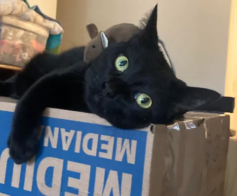 I lost all three cats to a fire last night