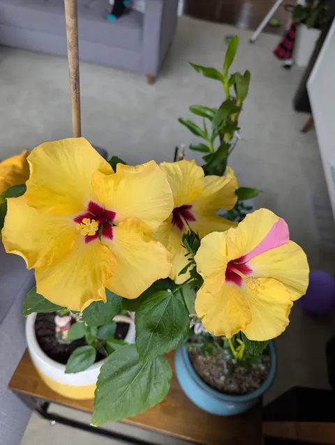 What is going on with my hibiscus?